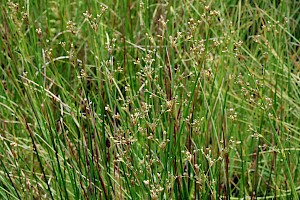 Blunt-flowered Rush: Juncus subnodulosus