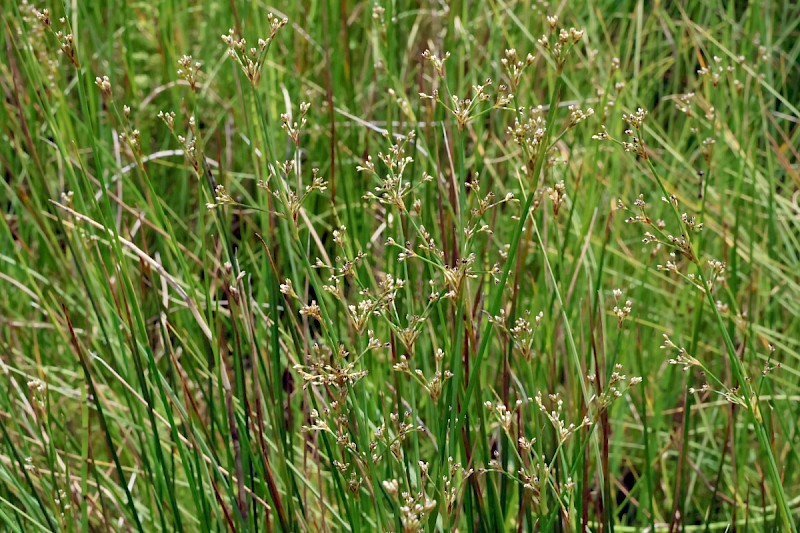 Juncus subnodulosus - © Charles Hipkin