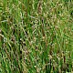 Juncus subnodulosus