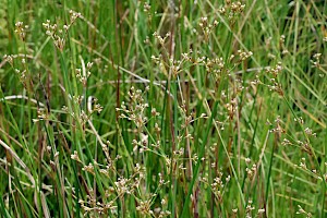 Juncus subnodulosus Blunt-flowered Rush