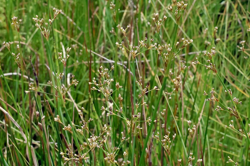 Juncus subnodulosus - © Charles Hipkin