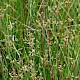 Juncus subnodulosus