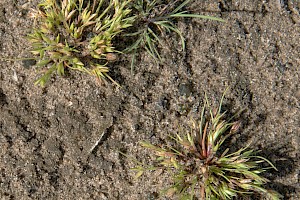 Frog Rush: Juncus ranarius