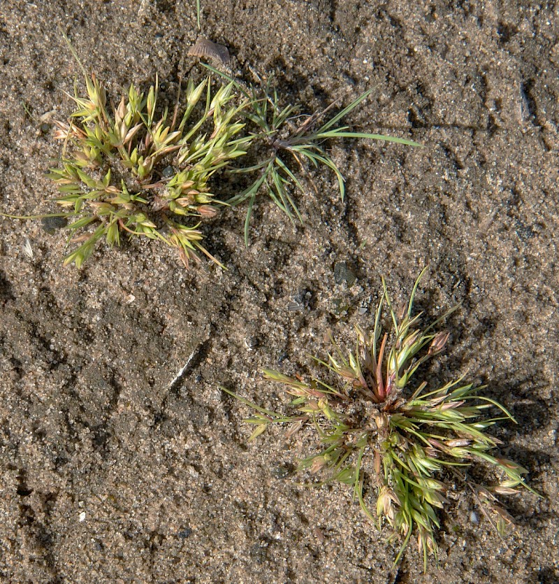 Juncus ranarius - © Charles Hipkin