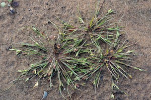 Juncus ranarius Frog Rush