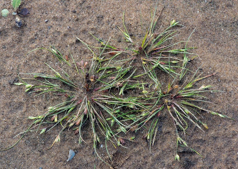 Juncus ranarius - © Charles Hipkin