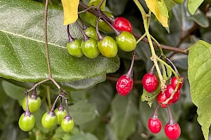 Bittersweet: Solanum dulcamara