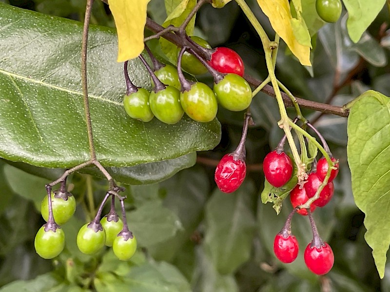 Solanum dulcamara - © Charles Hipkin