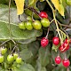 Solanum dulcamara