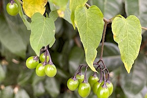 Solanum dulcamara Bittersweet