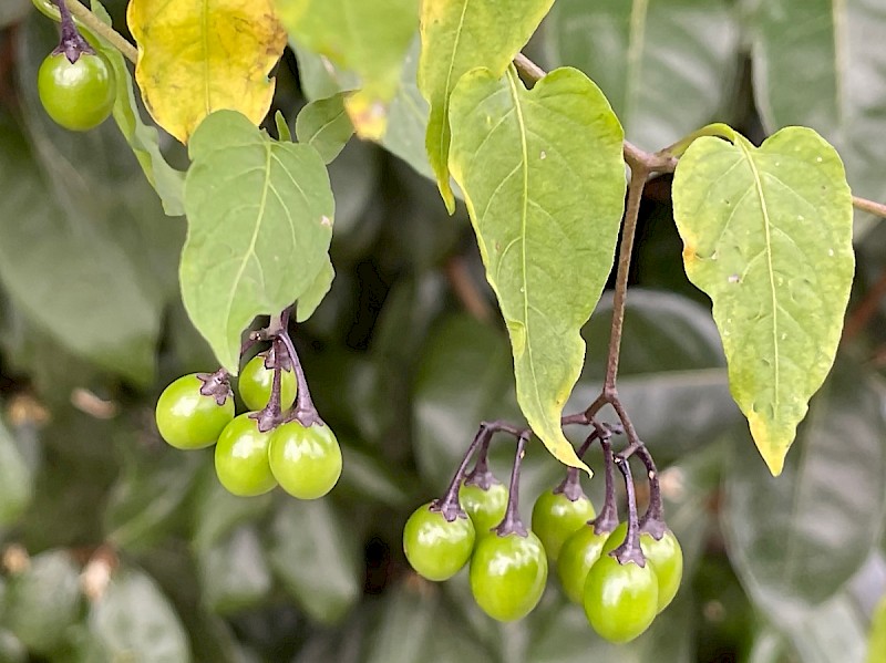 Solanum dulcamara - © Charles Hipkin