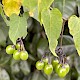 Solanum dulcamara