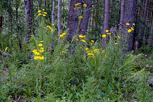 Perennial Sow-thistle: Sonchus arvensis