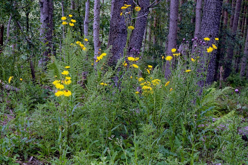 Sonchus arvensis - © Charles Hipkin