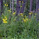 Sonchus arvensis