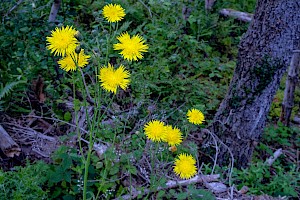 Perennial Sow-thistle: Sonchus arvensis