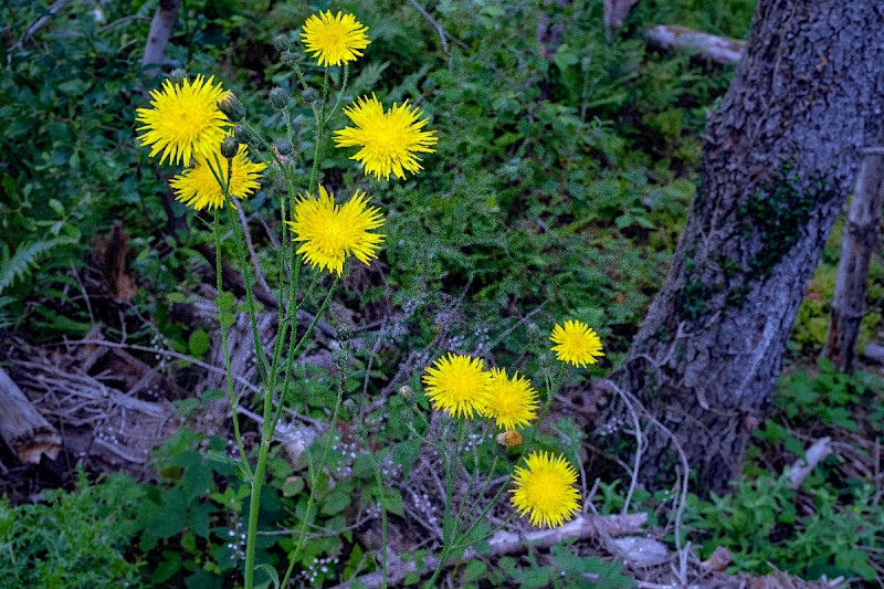 Sonchus arvensis - © Charles Hipkin