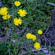 Sonchus arvensis