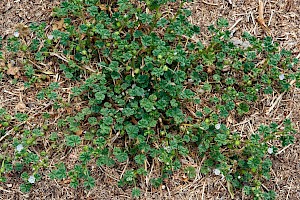 Malva neglecta Dwarf Mallow