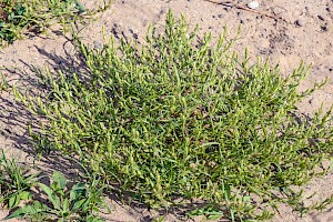 Bugseed: Corispermum intermedium