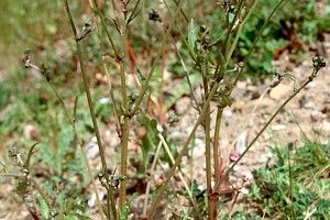 Beaked Hawk's-beard: Crepis vesicaria