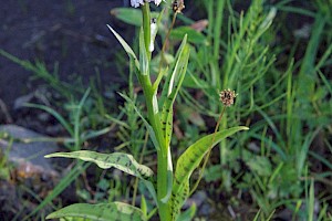 Common Spotted-orchid: Dactylorhiza fuchsii