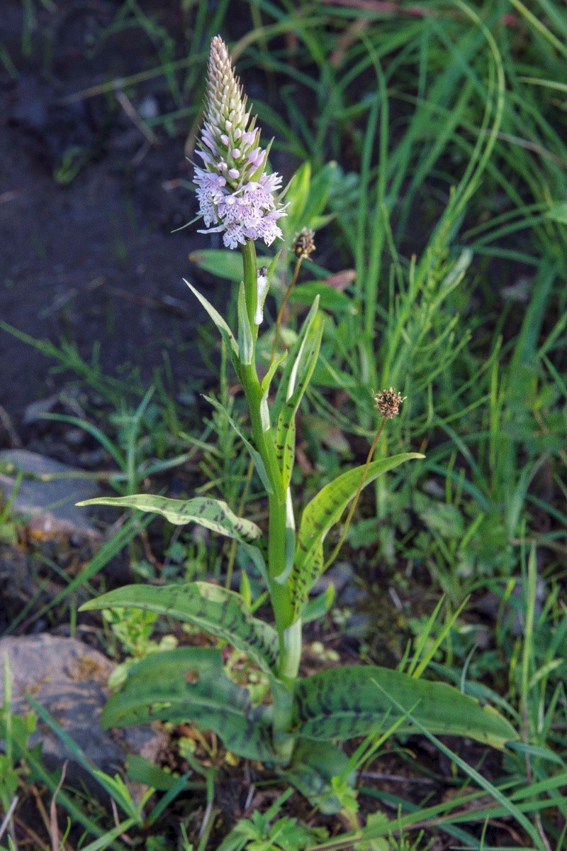 Dactylorhiza fuchsii - © Charles Hipkin