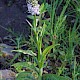 Dactylorhiza fuchsii