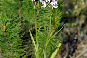 Dactylorhiza fuchsii Common Spotted-orchid