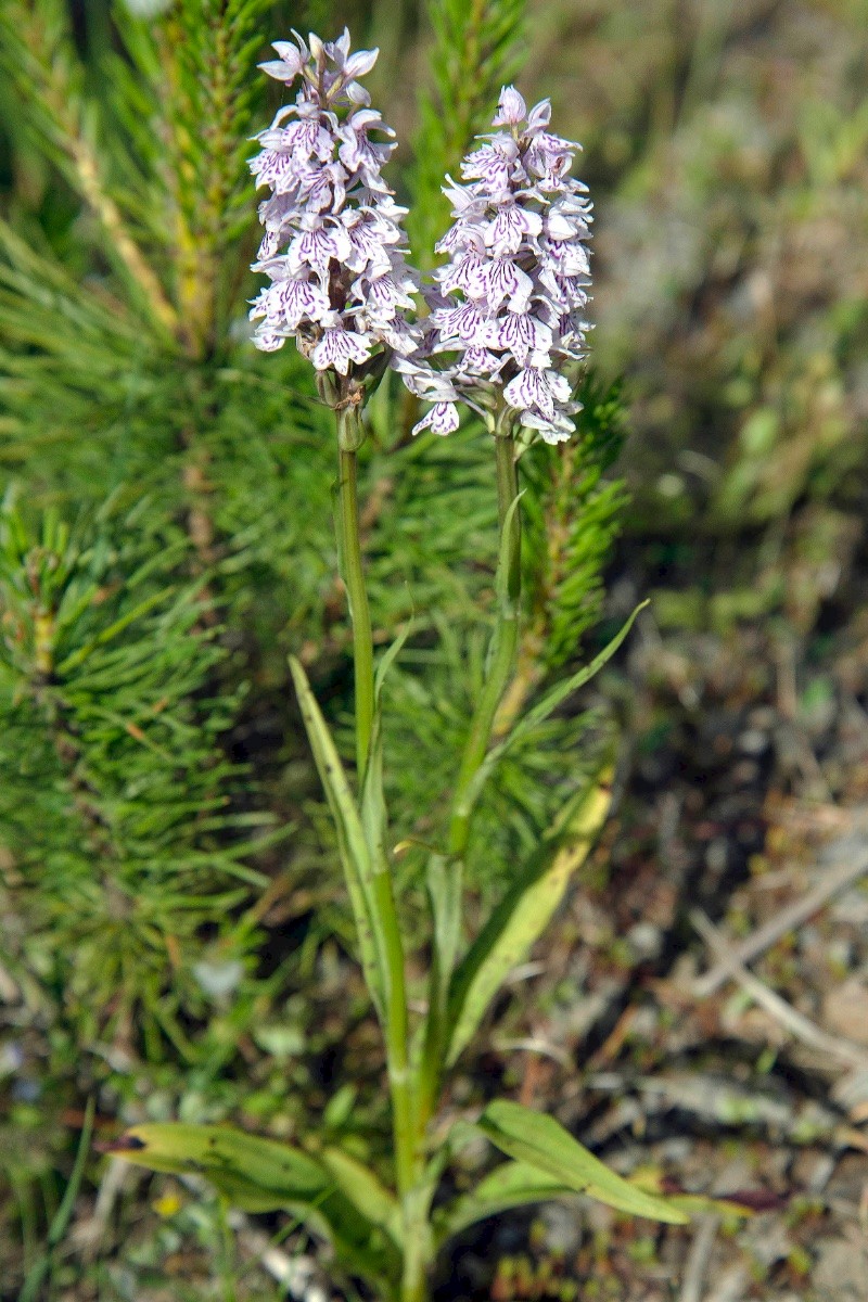 Dactylorhiza fuchsii - © Charles Hipkin