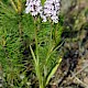 Dactylorhiza fuchsii