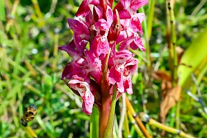 Early Marsh-orchid: Dactylorhiza incarnata