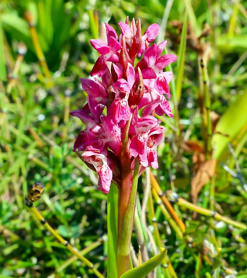 Dactylorhiza incarnata - © Charles Hipkin