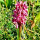 Dactylorhiza incarnata