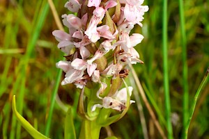 Early Marsh-orchid: Dactylorhiza incarnata