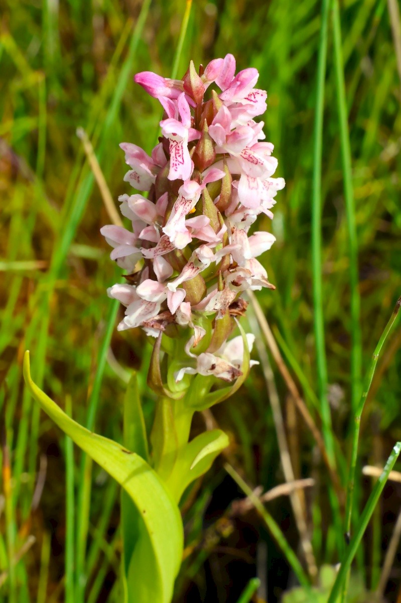 Dactylorhiza incarnata - © Charles Hipkin