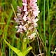 Dactylorhiza incarnata