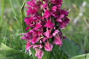 Early Marsh-orchid: Dactylorhiza incarnata