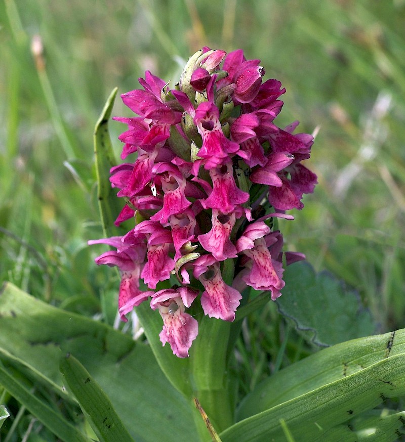 Dactylorhiza incarnata - © Charles Hipkin