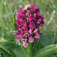 Dactylorhiza incarnata