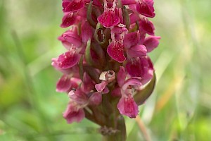 Dactylorhiza incarnata Early Marsh-orchid