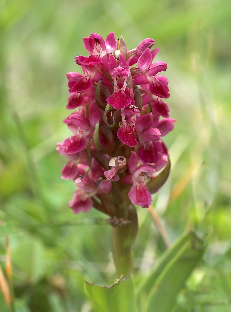 Dactylorhiza incarnata - © Charles Hipkin