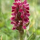 Dactylorhiza incarnata