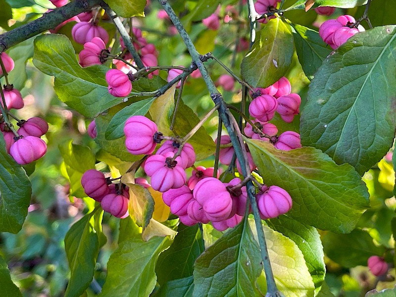 Euonymus europaeus - © Charles Hipkin