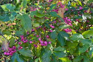 Spindle: Euonymus europaeus