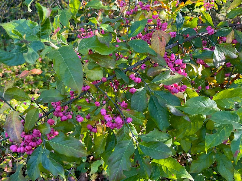 Euonymus europaeus - © Charles Hipkin