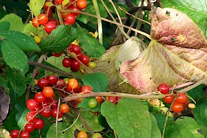 Black Bryony: Tamus communis