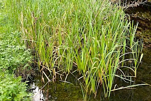 Reed Sweet-grass: Glyceria maxima