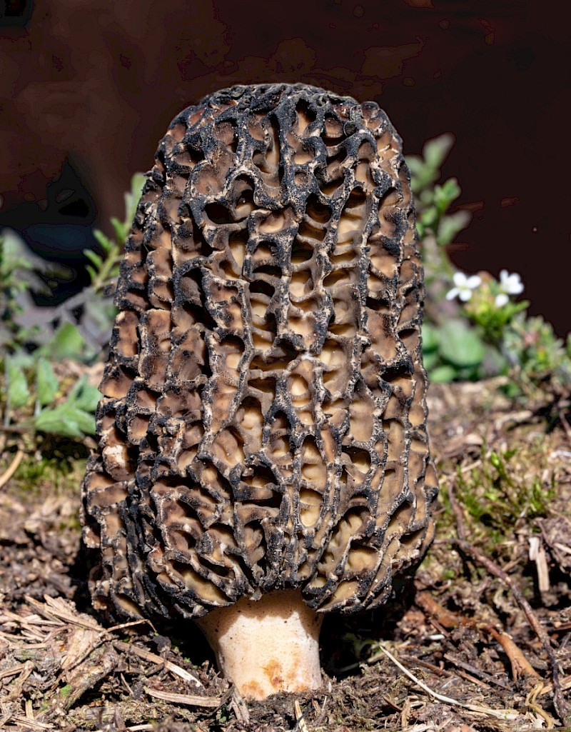 Morchella elata - © Charles Hipkin