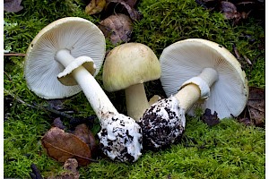 Amanita phalloides Deathcap